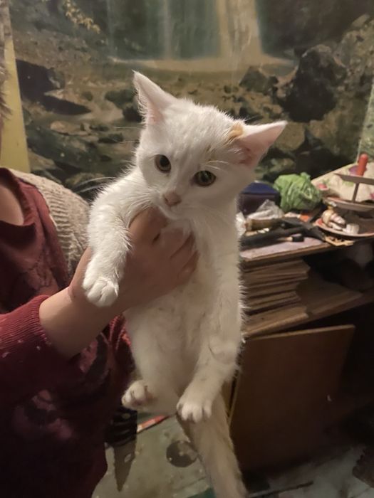 Котенок бесплатно