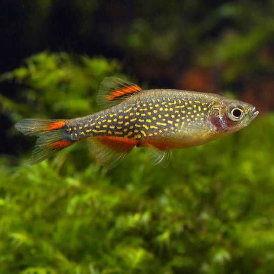 razbora galaxy Microrasbora Galaxy