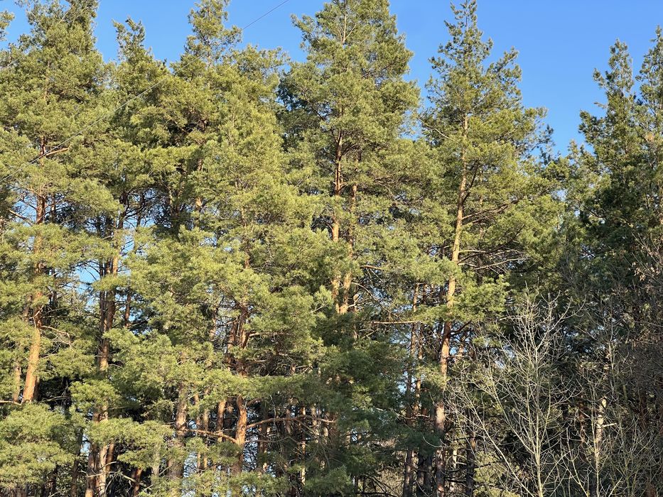 Земля 6гек Пуховка начало Лес свет газ асфальт интернет