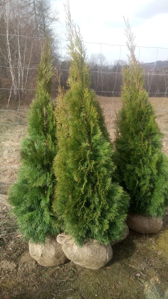 Tuja szmaragd 120-130cm