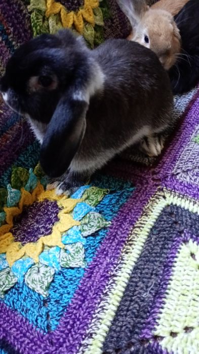 Króliczki Mini Lop, baranki miniaturowe