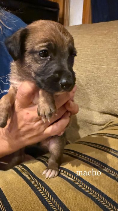 Dá se cachorrinhos nascidos a 20 de agosto porte pequeno/medio
