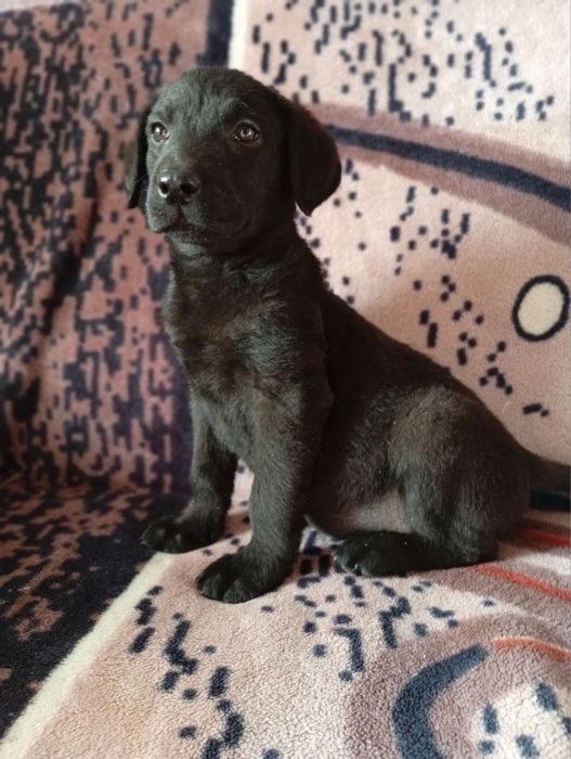 Продам щенків лабрадора)