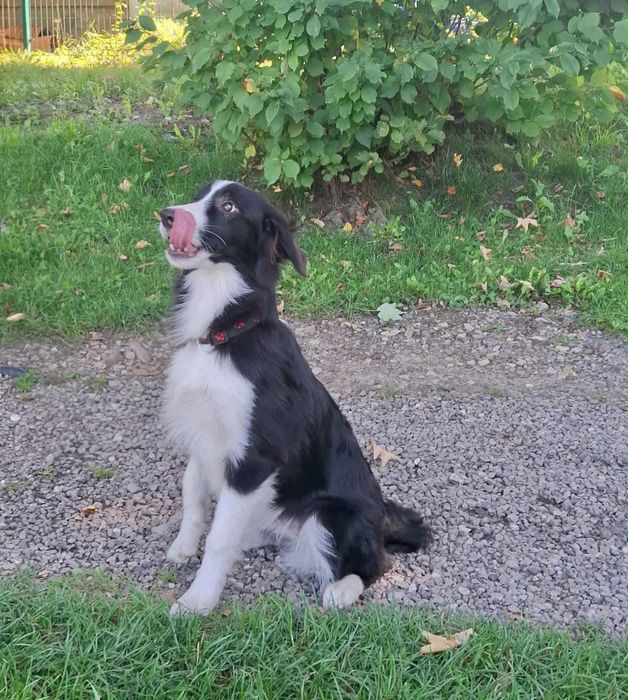 Border collie - piesek z metryką ZKwP