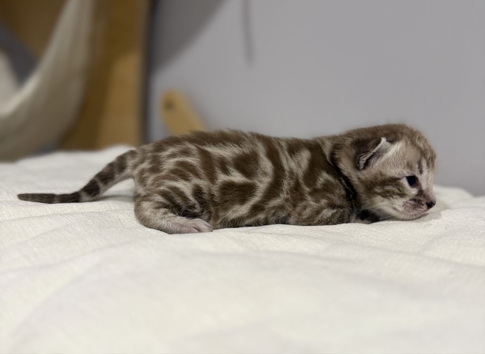 Kot bengalski Silver Sepia TICA