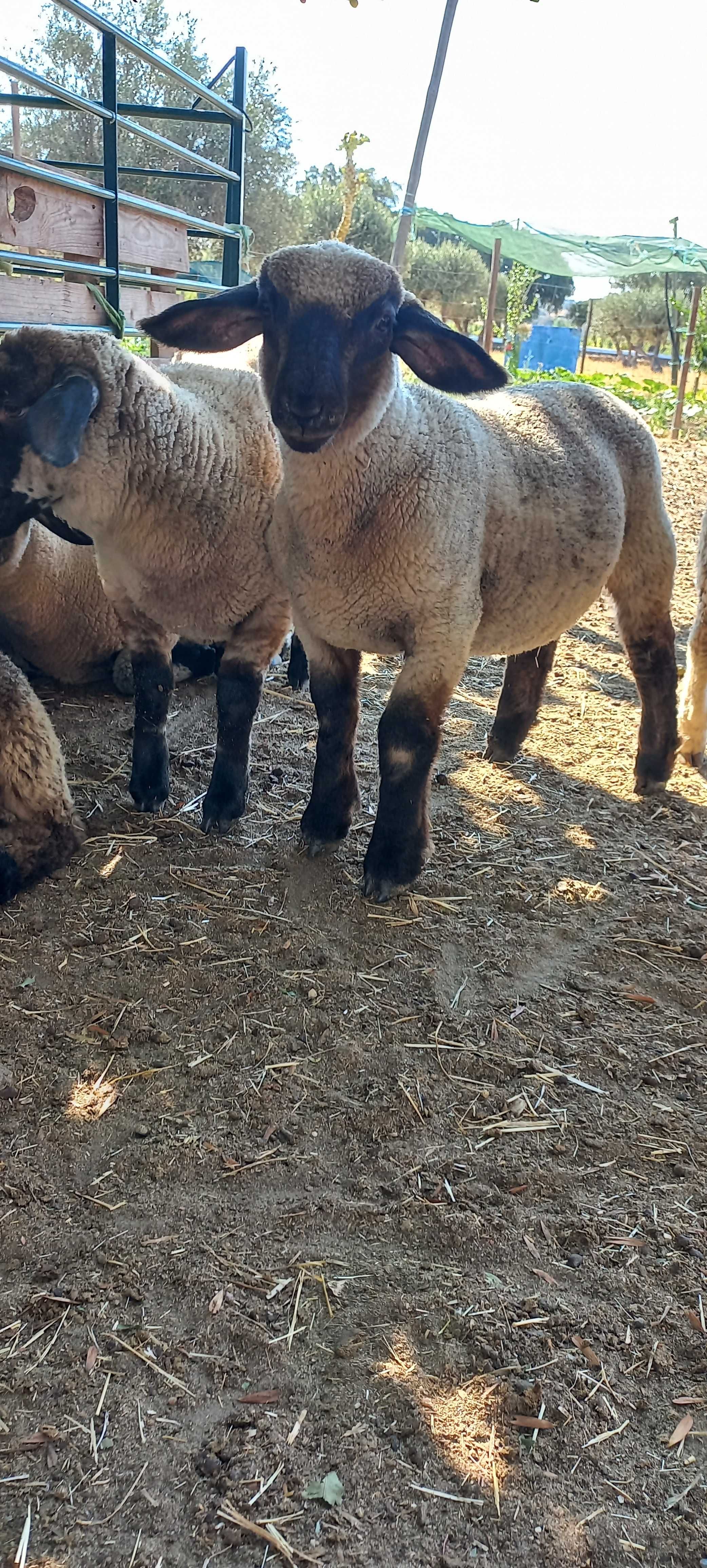 Borregos cruzados de suffolk (Machos)