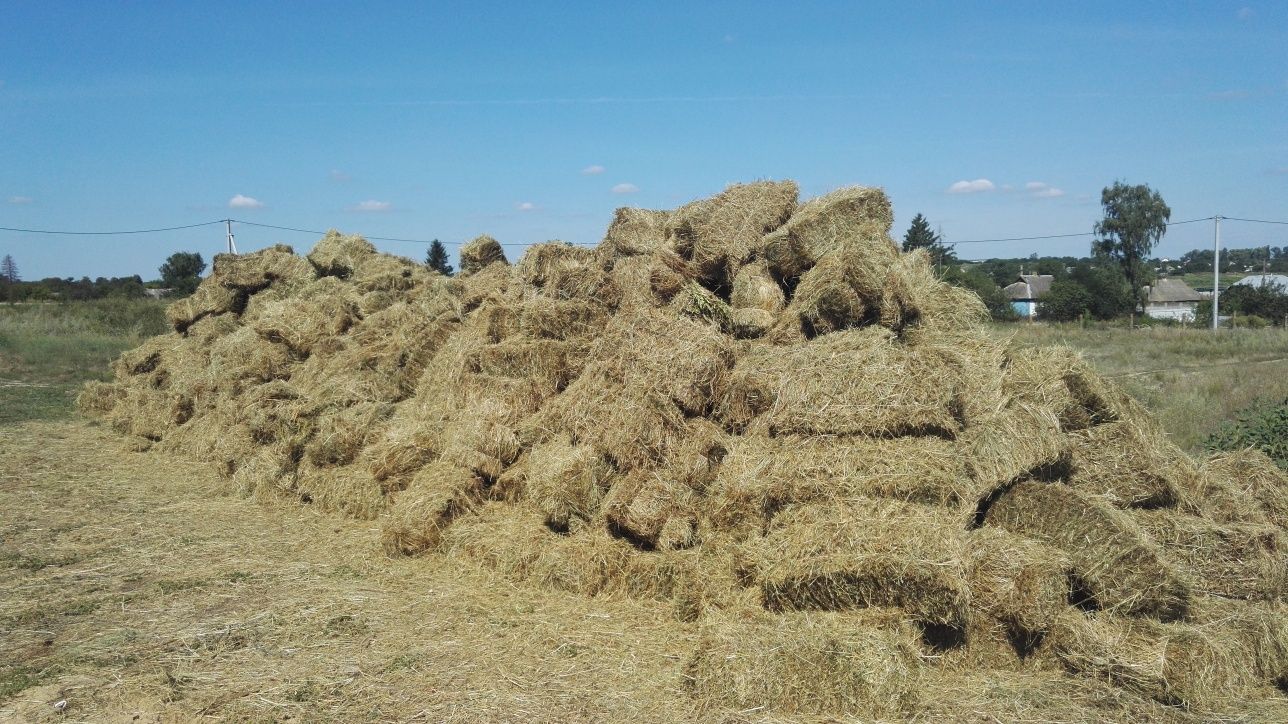 Продам сіно сено лугове+ доставка опт