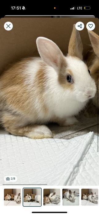 Króliczek miniaturka