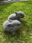 Criador coelhos orelhudos (MiniLop)
