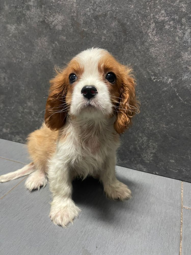 Cavalier King Charles