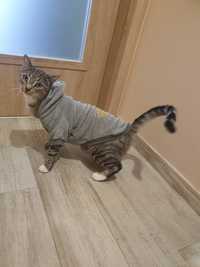 Ubranko dla kota Adicat