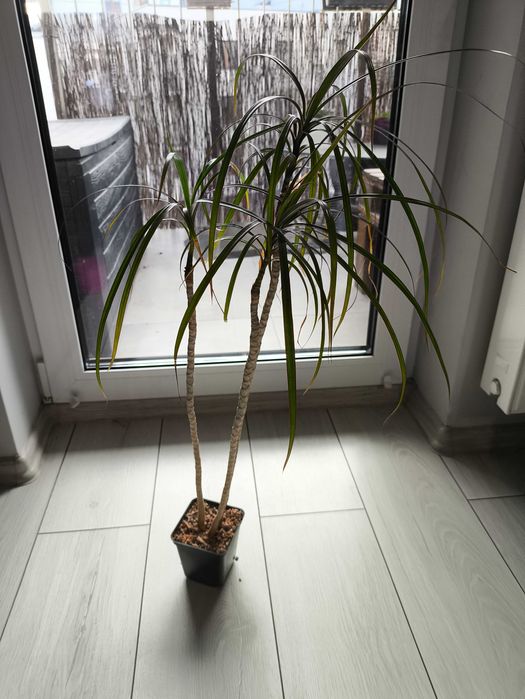 Dracena Kwiat doniczkowy