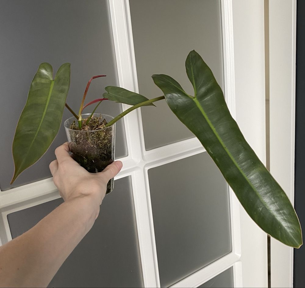 Філодендрон Philidendron Santa Leopoldina