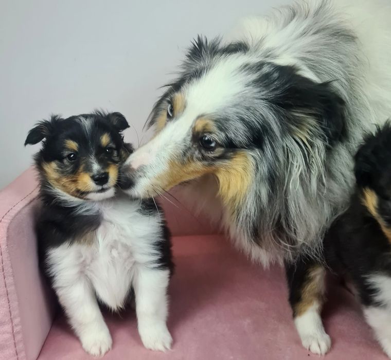 Owczarek szetlandzki piesek trikolor