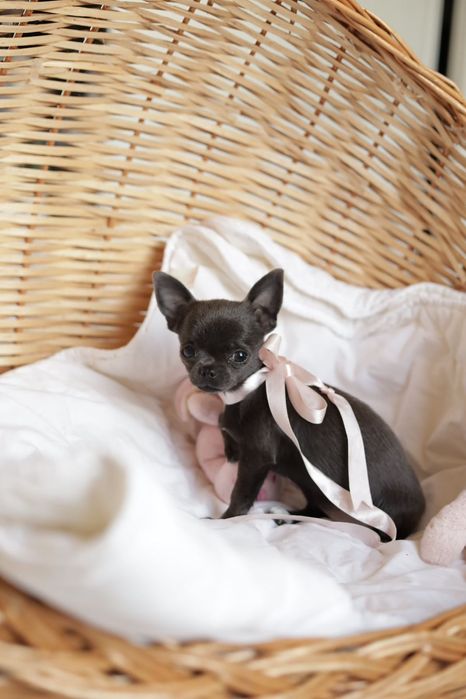 Niebieska sunia chihuahua  XS fci