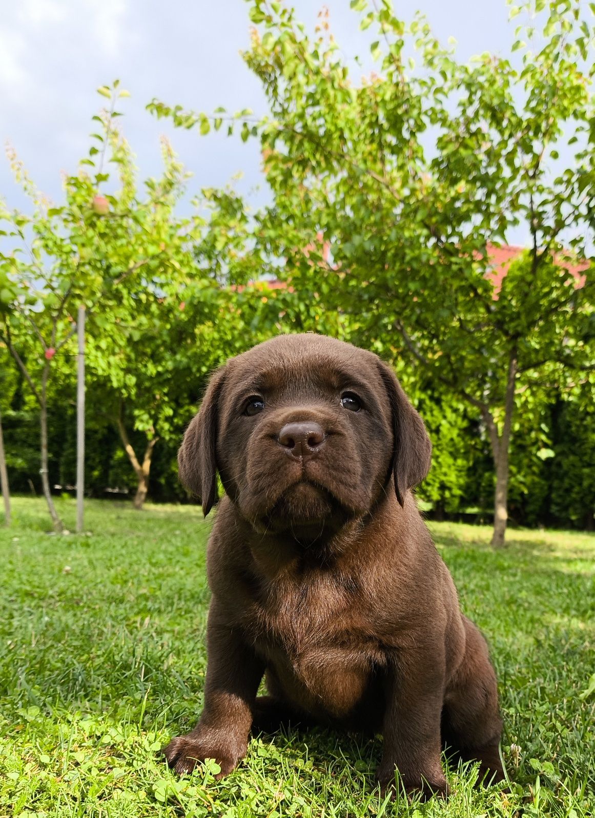 Labrador retriever suczka