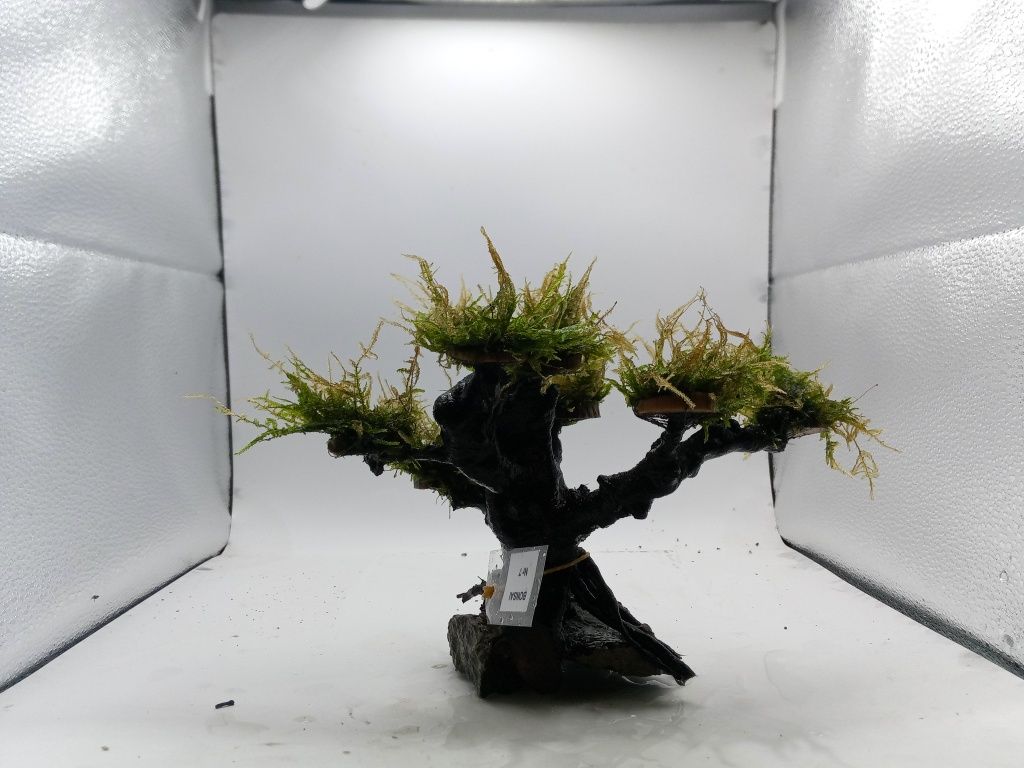 Drzewko bonsai naturalne