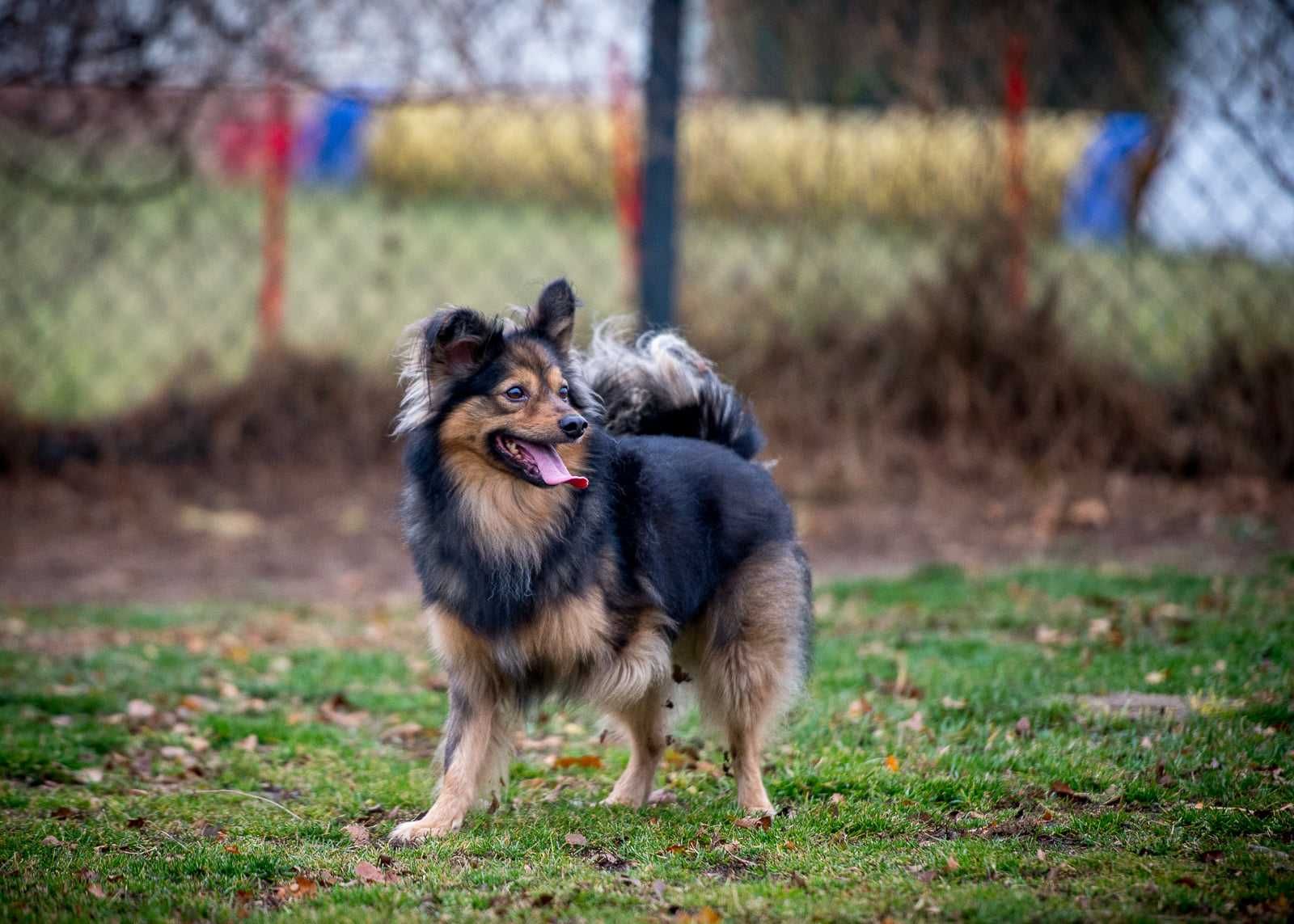 MacGyver ma ok. 5 lat, waży 10 kg i pilnie szuka domu Marta  Zduń.