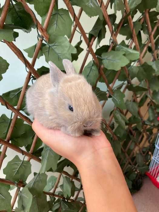 Coelhos Anões Mini Toy em Loja Profissional