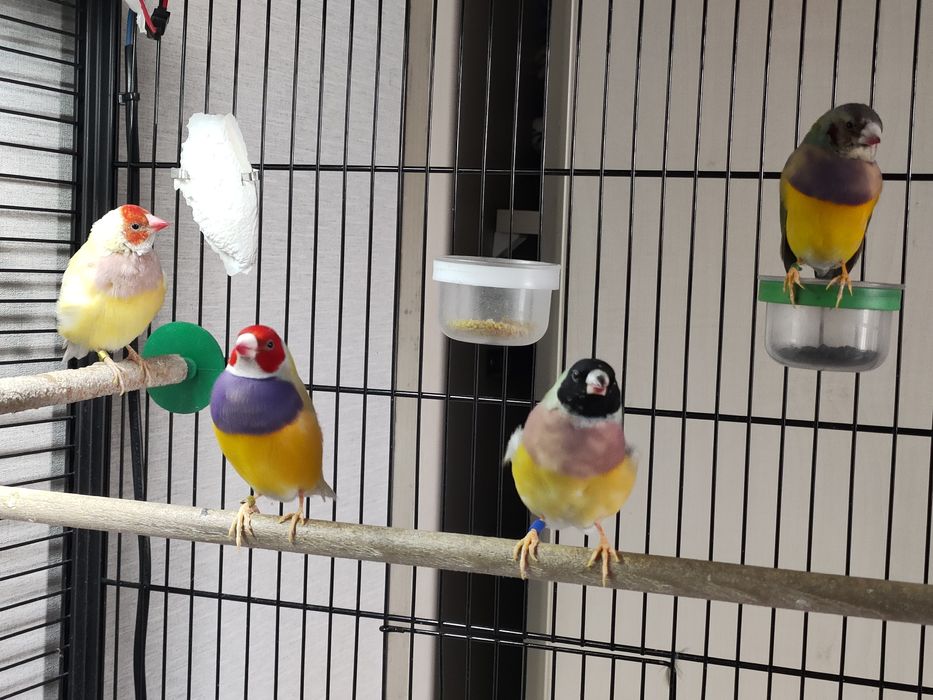 Amadyny Wspaniałe samce i samice 2024/2025