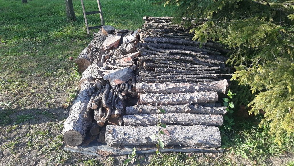 Sprzedam modrzewia
