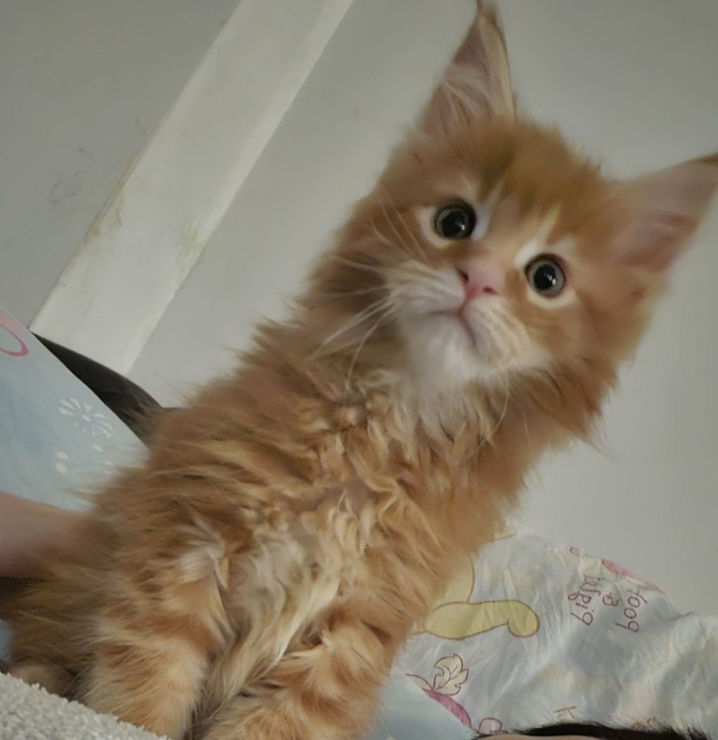 Rudy Kocurek Maine Coon