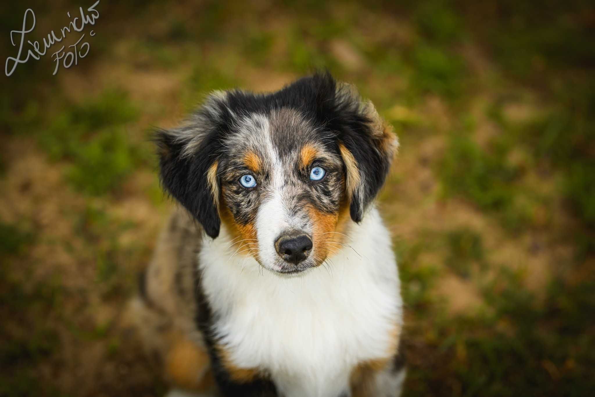 Miniaturowy Owczarek Amerykański MAS FCI ZKWP Blue Merle