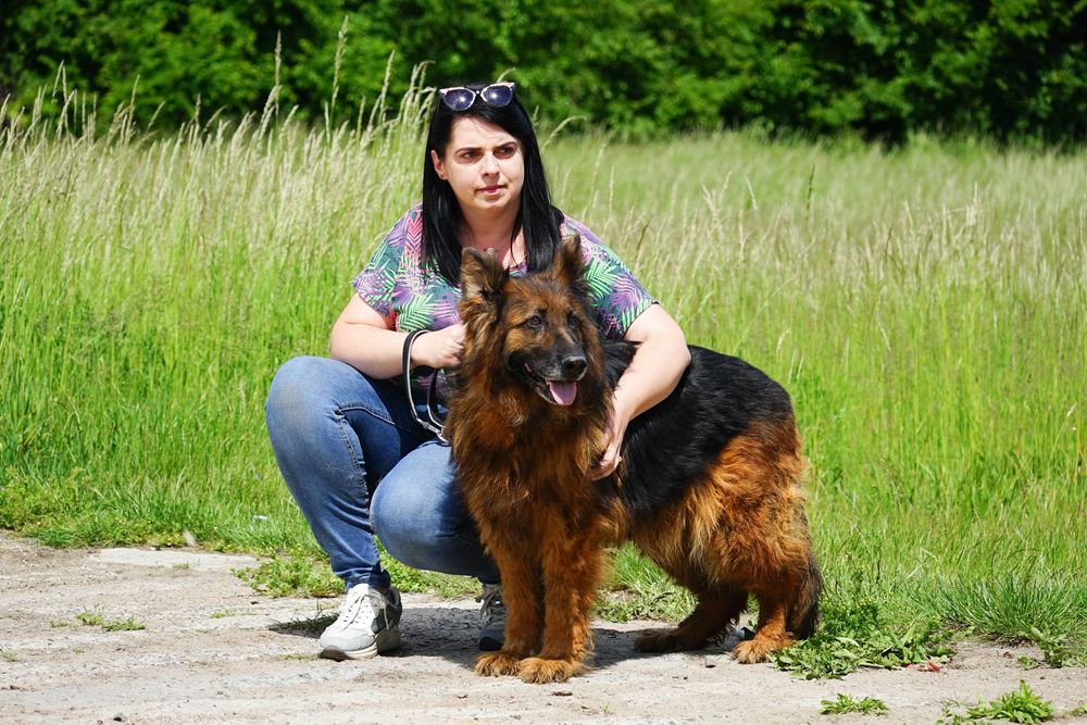 KOLBA - piękna długowłosa sunia owczarek niemiecki