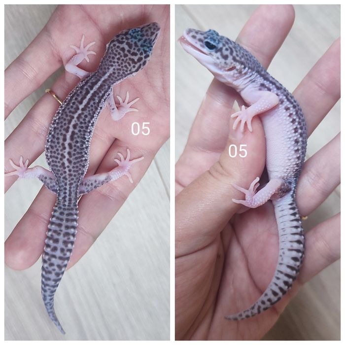 Młode gekony lamparcie, eublefary.