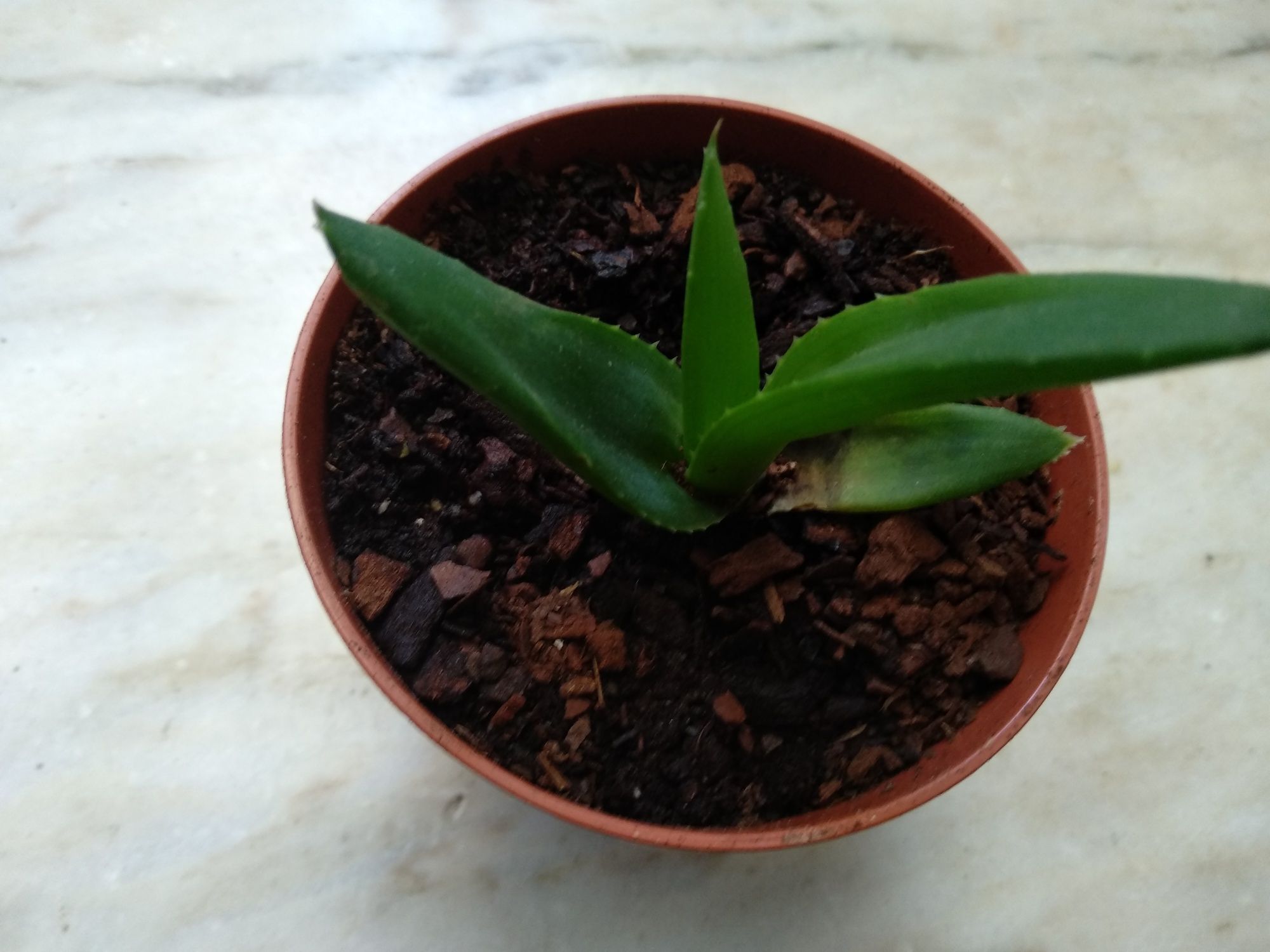 Aloe speciosa e Aloe variegata