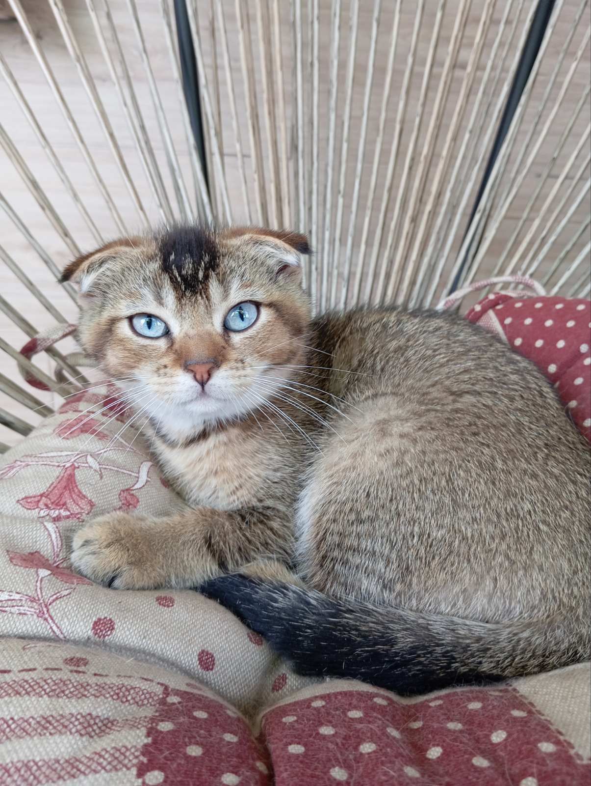 Шотландські кошенята