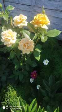 Розы, лилейники,клематис, жимолость японская,плющ