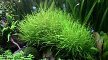 Blyxa Japonica (blyksa japońska)