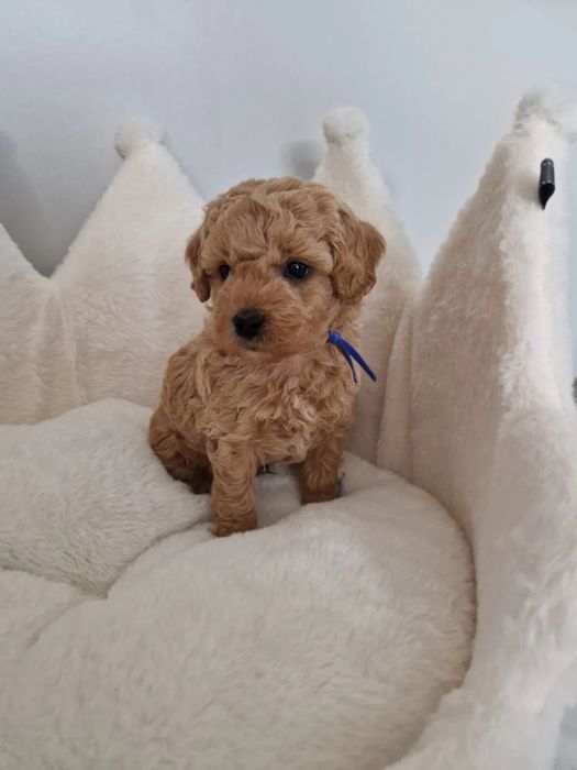 Наймиліше цуценя Мальтипу - вакцинований за віком, є паспорт