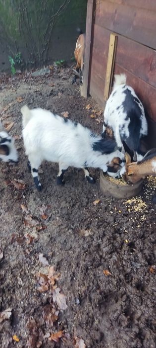 Cabras anãs para venda