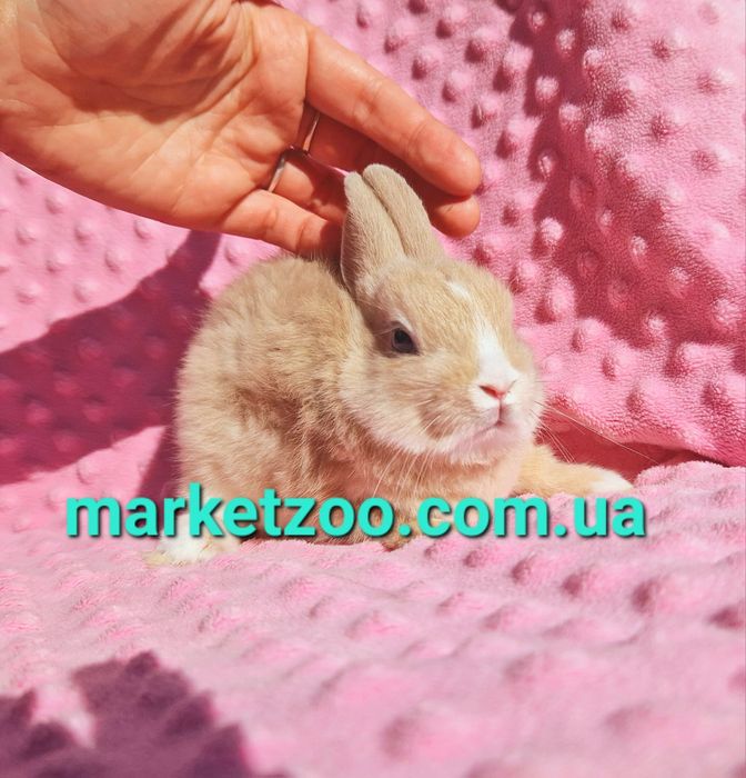 Мини міні netherlandНідерландський,нидерландский карликовые кролики