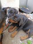 szczeniaki szczeniak pies suczka doberman