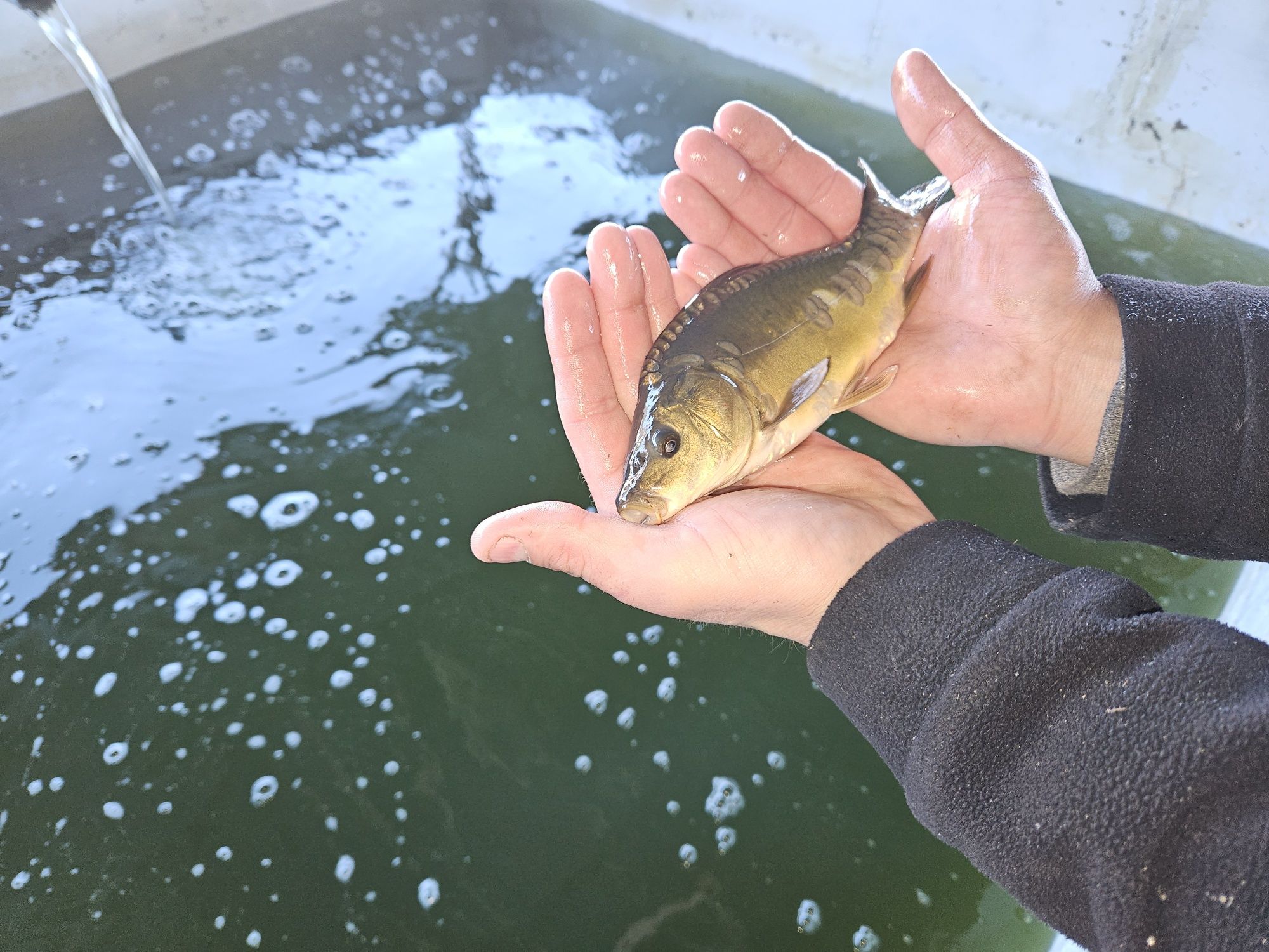 Karp Narybek kroczek Lin Karaś Wysyłka  Dowóz