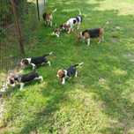 Szczeniak rasy Beagle tricolor