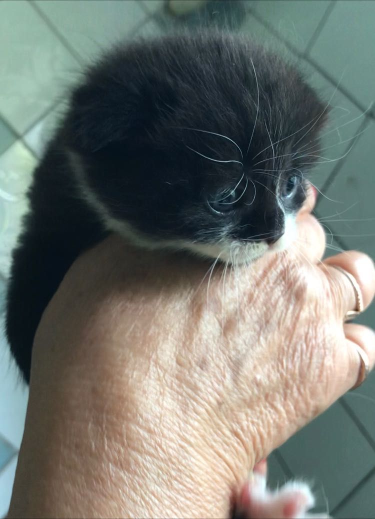 Котята только месяц