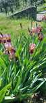 Iris e cannas a vendar em grandes quantidades.
