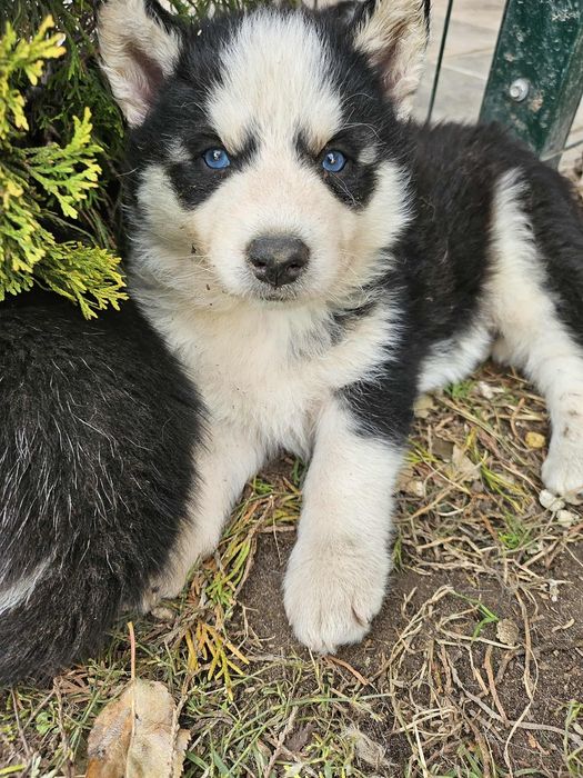 Pies husky syberyjski