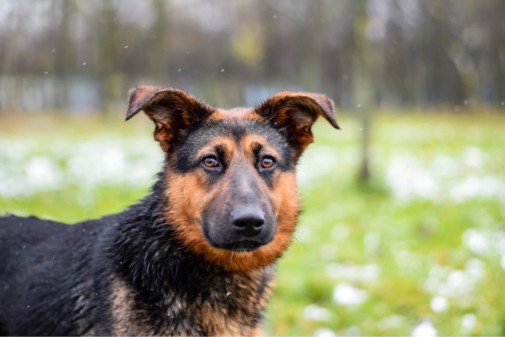 Piękna młoda suczka w typie owczarka niemieckiego do adopcji