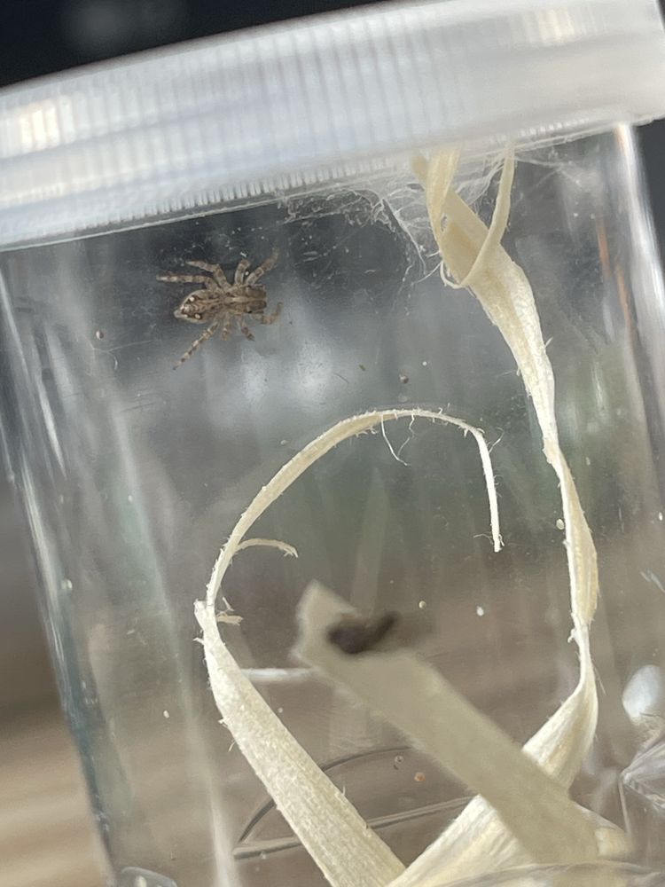 Skakun Plexippus paykulli