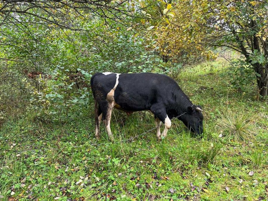 Продається молодий бик