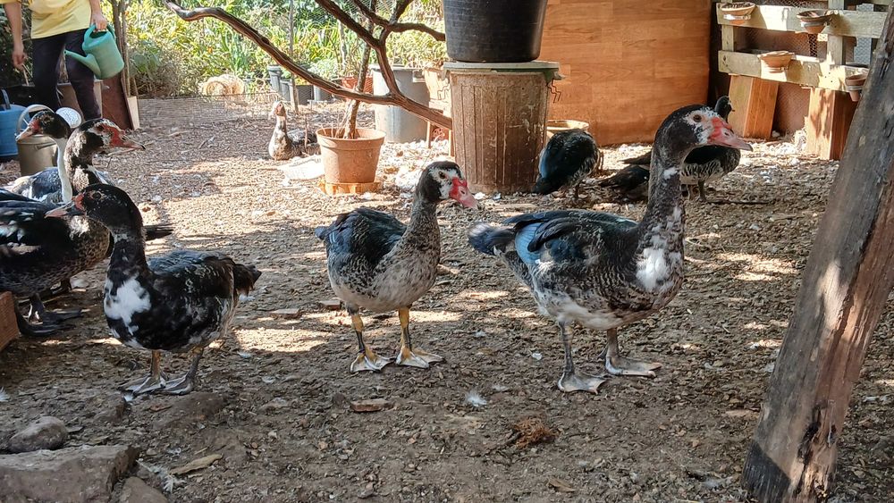 Patos Mudos jovens-adultos
