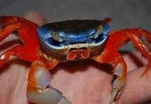 Krab tęczowyXL. Cetarius
