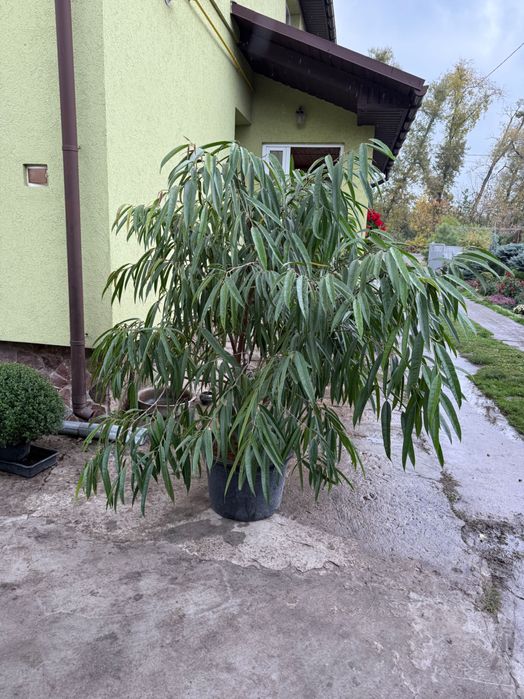 Продам фікус кімнатний