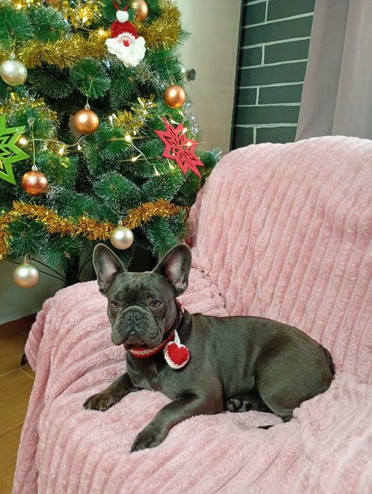 Bulldogue Francês femea azul