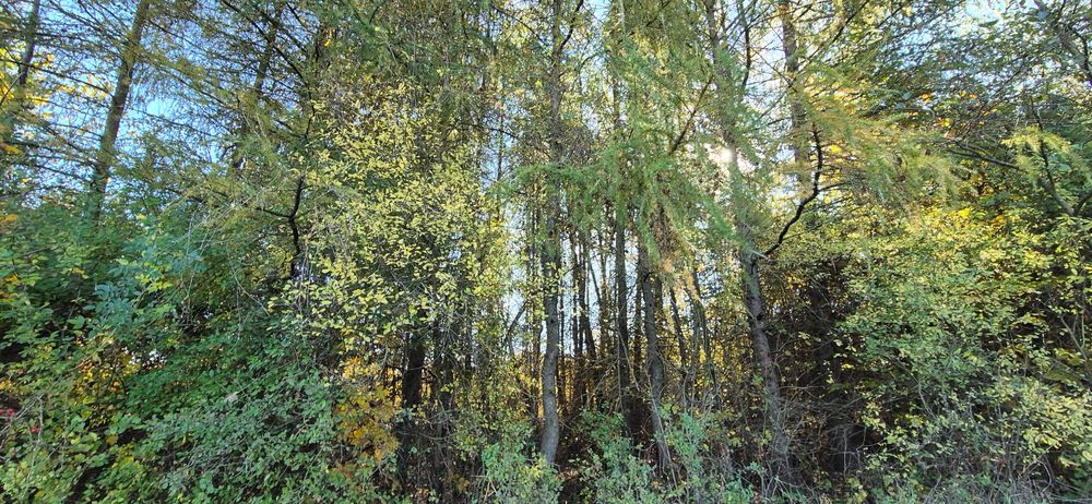 Na sprzedaż działka 56 arów  Żyznów